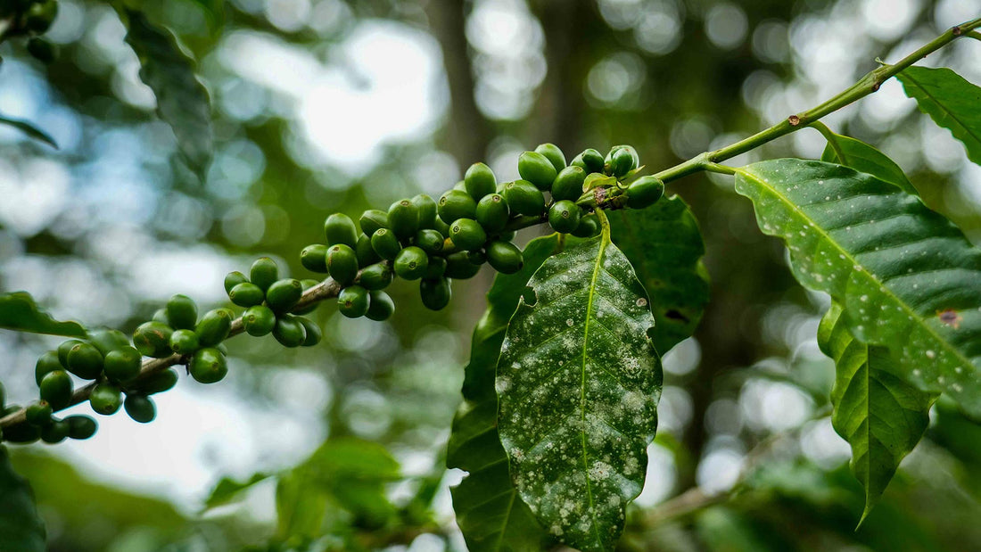 Why More People Are Ditching Pods for Fresh Beans
