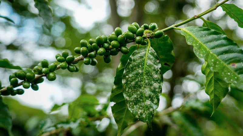What Makes Single-Origin Coffee So Unique?